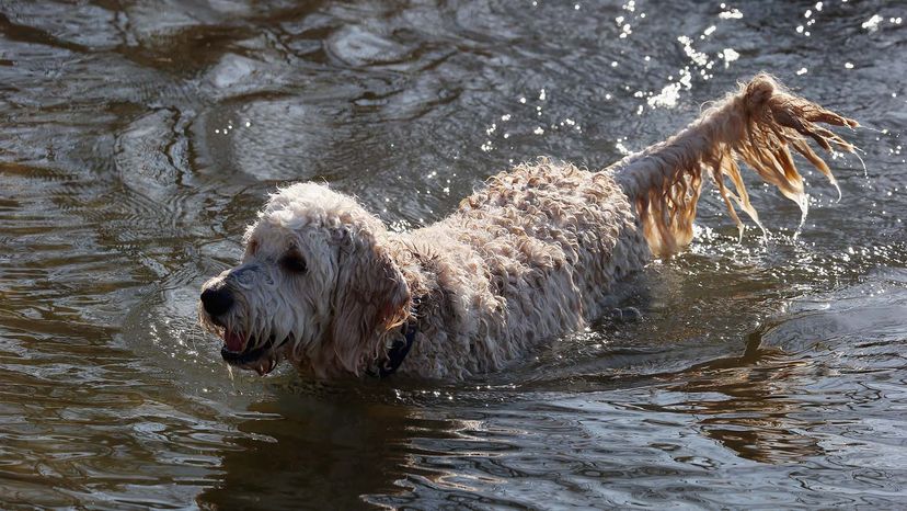 Goldendoodle”border=