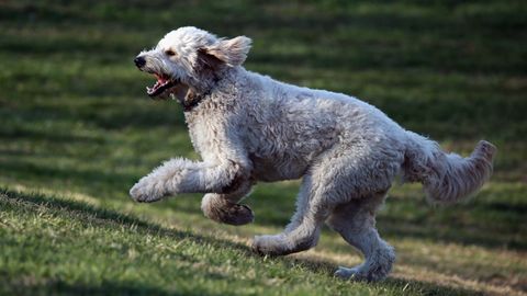 Why Is the Goldendoodle So Popular, and Do They Make Good Pets? - Vimarsana News