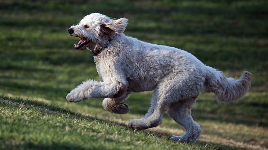 Why Is the Goldendoodle So Popular, and Do They Make Good Pets?