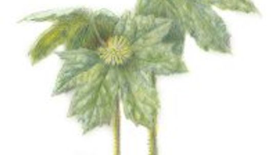 Goldenseal: Herbal Remedies