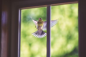 A goldfinch flies at a window of a house.