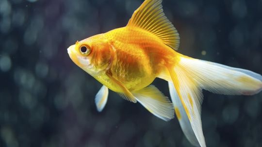 How much can a goldfish remember?