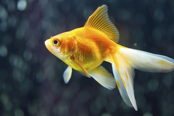 A fantail goldfish swimming in water.