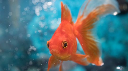 Why Goldfish Make Their Own Alcohol