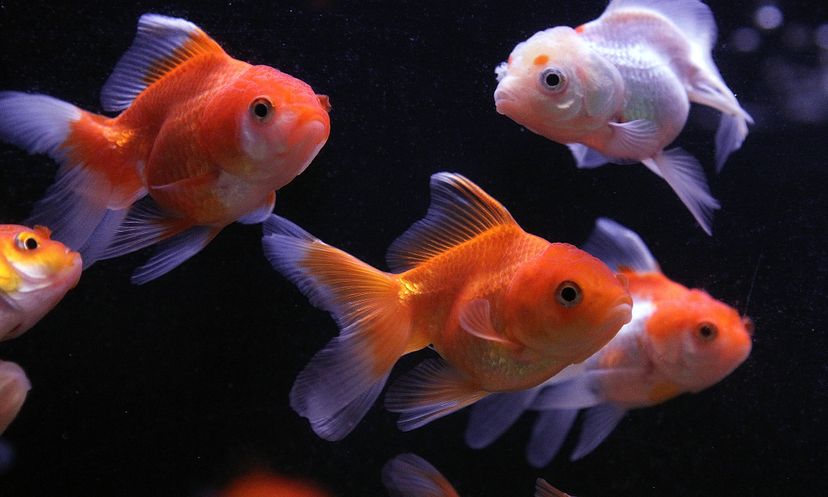 The Ultimate Goldfish Quiz