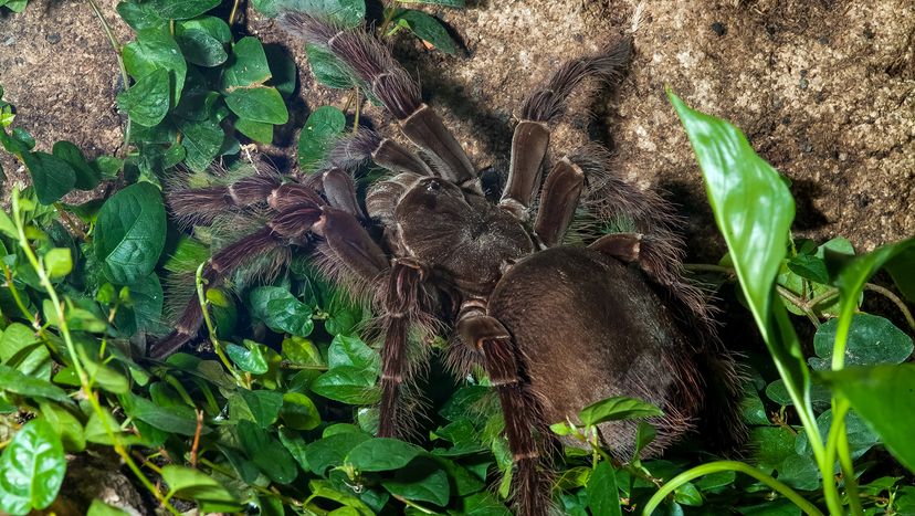 Goliath birdeater spider