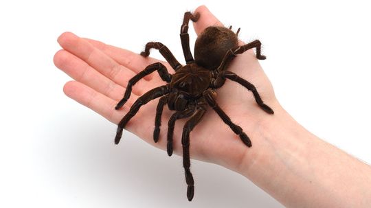 Joro spiders aren't scary. They're shy.