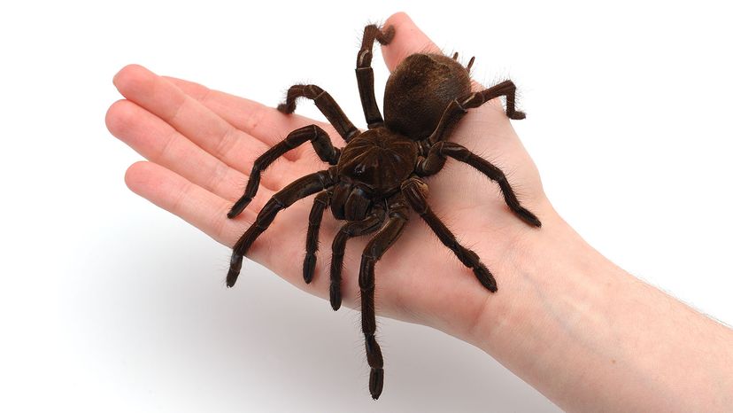 Giant huntsman spider: The largest spider by leg span