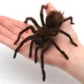 What's the Biggest Spider in the World?