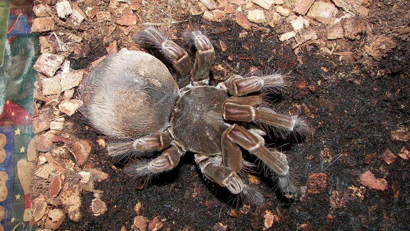 tarantula