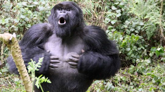 Why Do Gorillas Beat Their Chests?