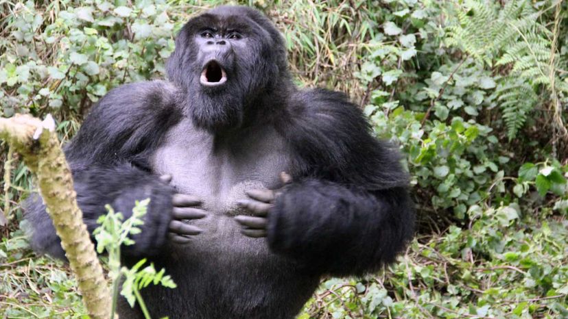 gorilla beating his chest