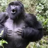 Why Do Gorillas Beat Their Chests?