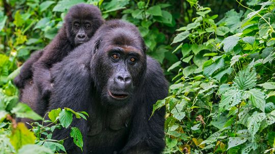Hungry Miners in Congo Are Killing, Eating Endangered Gorillas