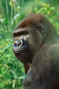 The Wildlife Conservation Society announced the discovery of 125,000 western lowland gorillas in the Congo.