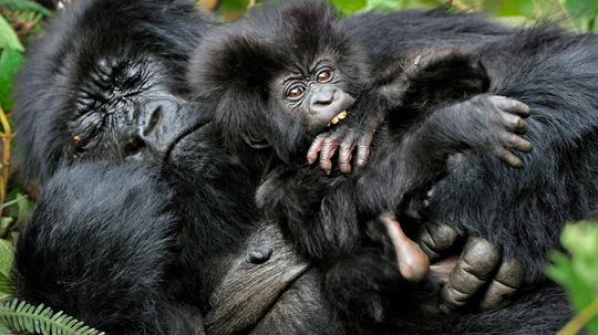 Why do gorillas build new nests every night?