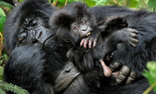 Gorilla Nests