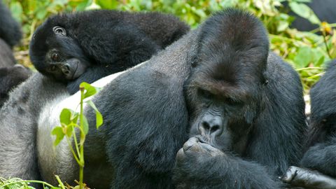 9 Big Hairy Facts About Gorillas - Vimarsana News
