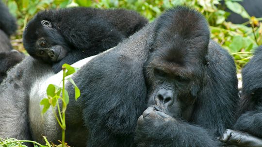 9 Big Hairy Facts About Gorillas