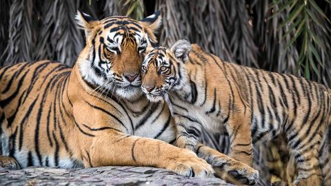 GPS Could Help Tigers and Traffic Coexist in Asia | HowStuffWorks