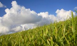 Green blades of grass under a blue sky with clouds.