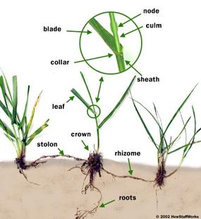 How Grass Works Howstuffworks