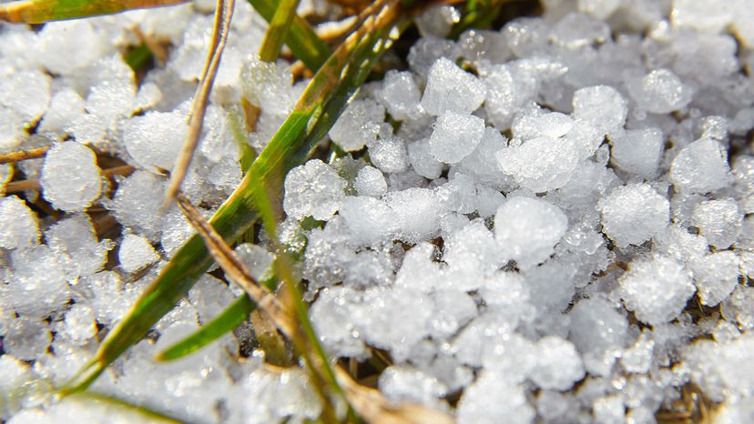 Leaves and Grass Trapped Under Ice with , Stock Video