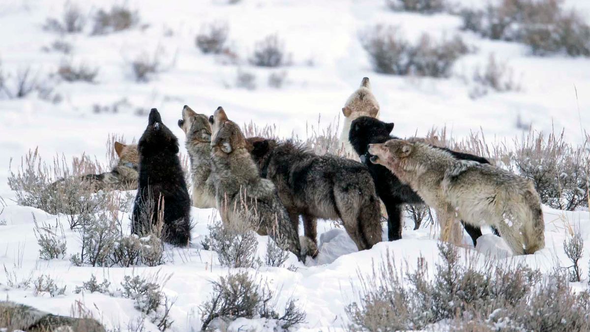 pack of gray wolves hunting