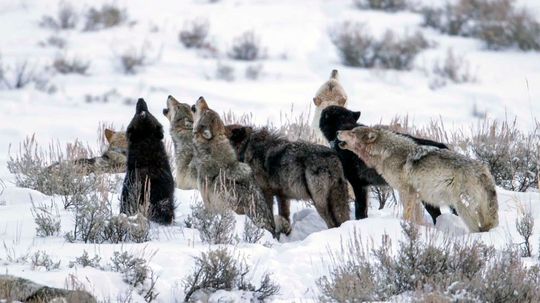 Gray Wolves Will Get Federal Protection Again in Much of U.S.