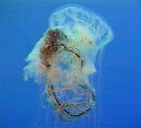 Jellyfish tangled in trash in the ocean