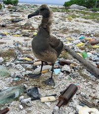 An albatross baby on top of piles of plastic trash