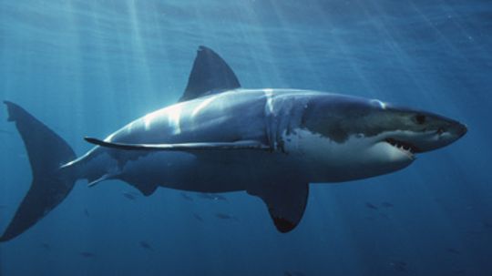 How Great White Sharks Work