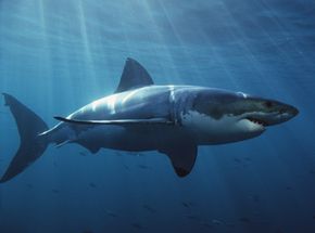 Great white shark swimming