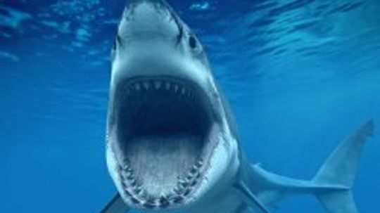 Amazing Animals: Great White Shark Quiz