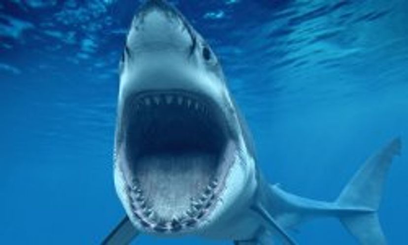 Amazing Animals: Great White Shark Quiz