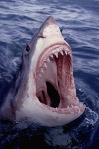 Great white with open mouth