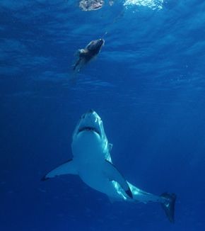 great white shark eating fish