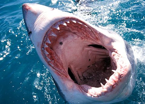 Surfer picks wrong time to drop off board with shark nearby