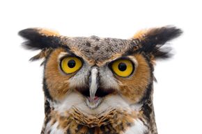 A close-up of a Great Horned Owl.