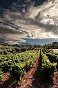 A vineyard in Corinth, a city in the Peloponnese region of Greece.