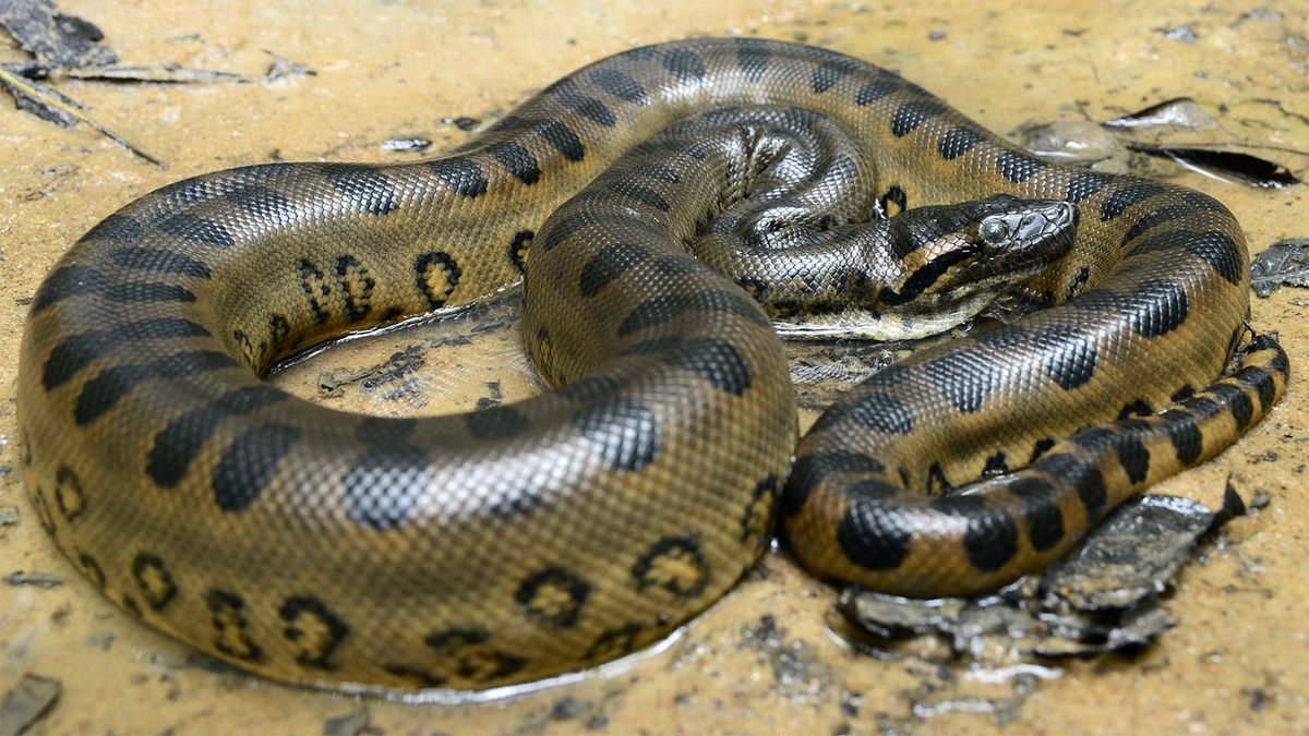 titanoboa vs anaconda size