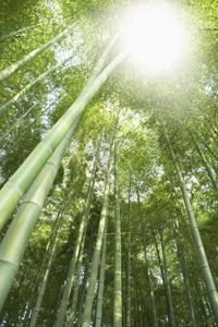 Bamboo trees grow as fast as a foot a day.
