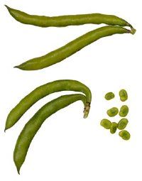 The immature pod is the part of the green bean plant that is eaten.
