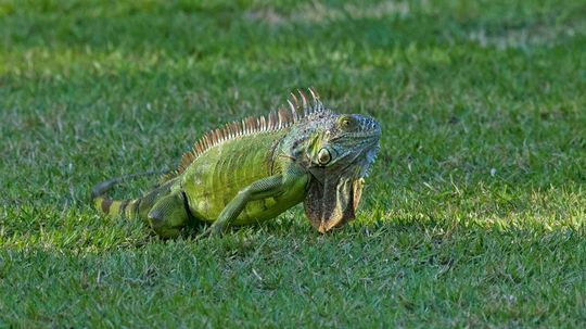 South Florida Is Overrun With Green Iguanas