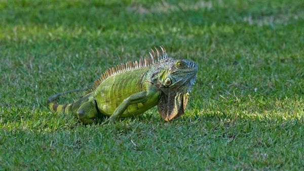 green iguana