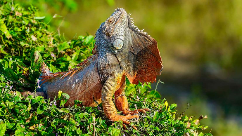 green iguana