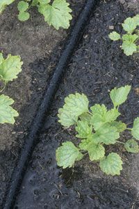 酒量大的软管＂width=