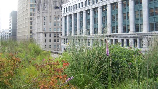 Why Don't More Cities Require Green Roofs?