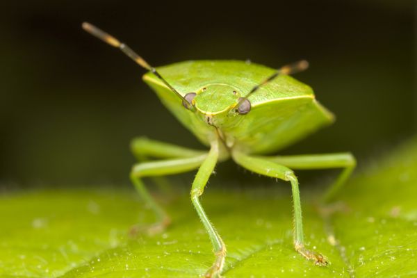 A small green insect perches atop a leaf.