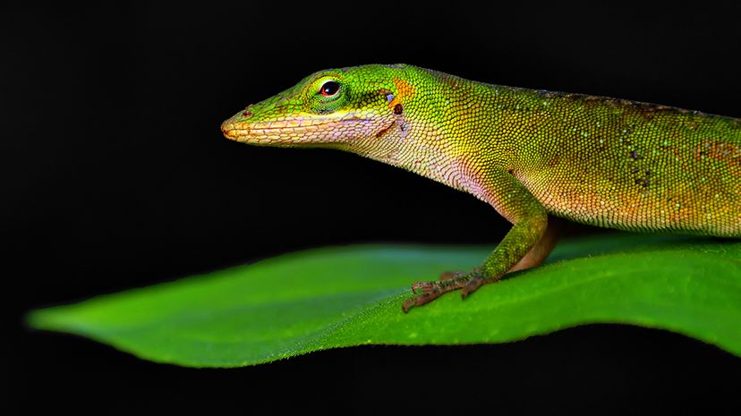 A green anole lizard (Anolis carolinensis) stands on a green leaf in the early morning sun. Jeff R Clow/Getty Images